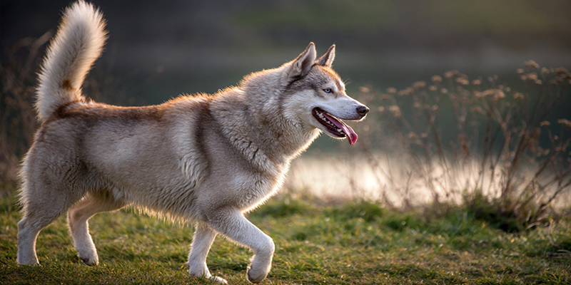 Hikes are also popular with Huskies; they are excellent opportunities for them to discover new things, and you both get to have a great time.
